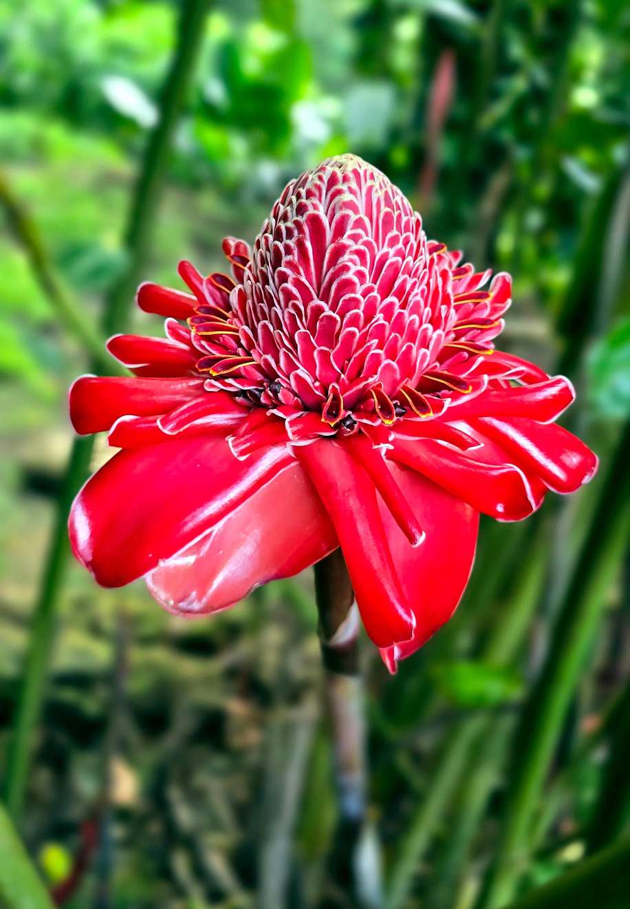 Tahiti: waterfalls and caves island visit