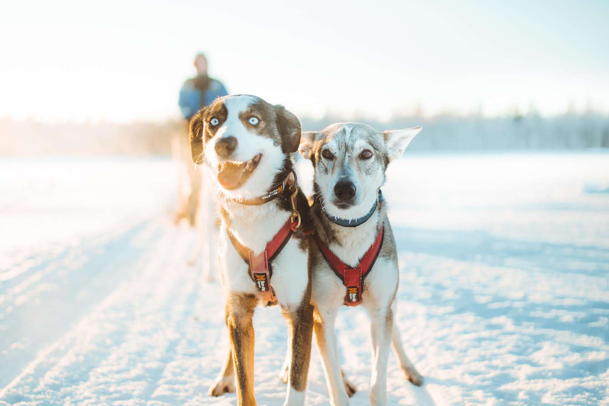Deux huskys en harnais rouge sur une piste enneigée de Laponie, sous le soleil bas de l'hiver, près de Rovaniemi