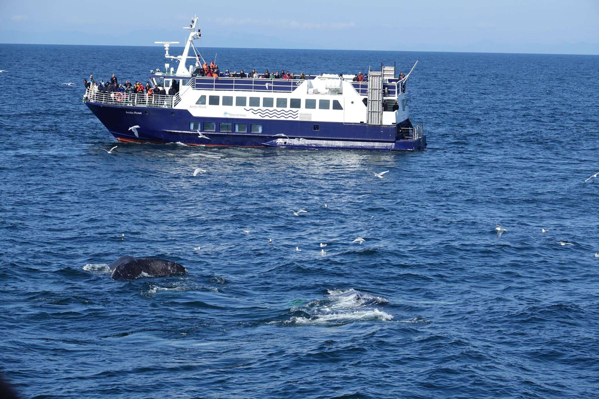 Walbeobachtung in der Bucht Faxaflói ab Reykjavík