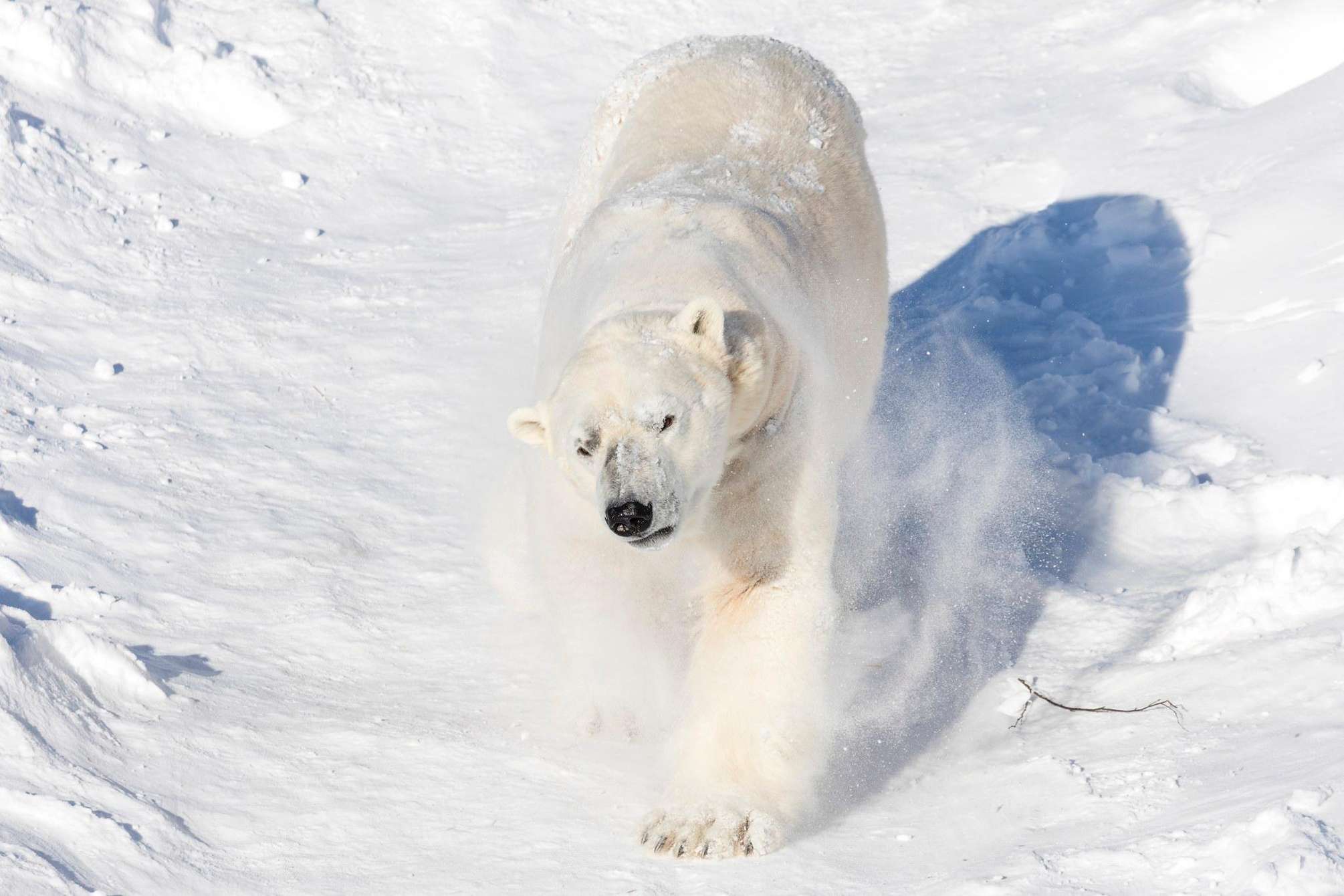 Eisbär im Zoo Ranua in Finnisch-Lappland: der einzige Eisbär Finnlands in seinem verschneiten Gehege, unter den 60 arktischen Arten des Tierparks eine Stunde von Rovaniemi entfernt