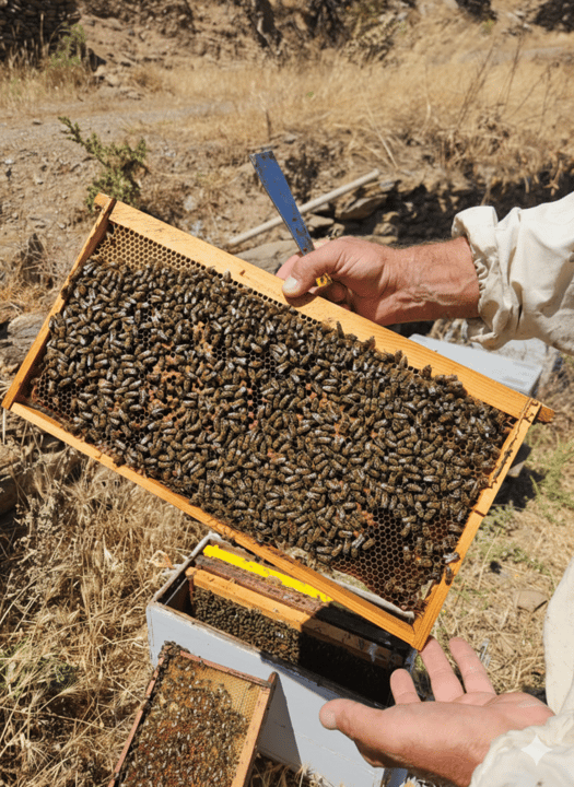 Beekeeping and honey tasting in Kythnos