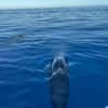 Dolphin fin in open blue sea