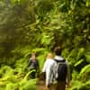 Two hikers in laurel forest