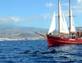Red wooden galleon with dolphins, coast behind