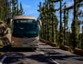 Coach in pine forest road