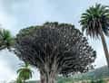 Dragon tree close-up