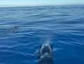 Dolphin fin in open blue sea