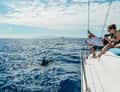 People on yacht deck, dolphin in water