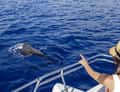 Dolphin next to boat rail