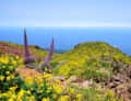 Flowers on cliffs, Teide bugloss