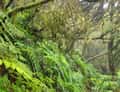Stone steps in fern forest