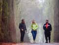 Three people walking in forest tunnel of trees
