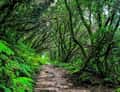 Green laurel forest path