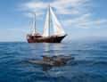 Red sailing ship with dolphins