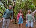 Three hikers in laurel forest