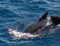 Pilot whales close-up
