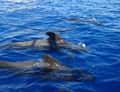 Pilot whales at surface