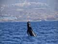 Whale tail in the sea