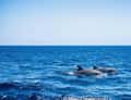 Two dolphins in blue sea