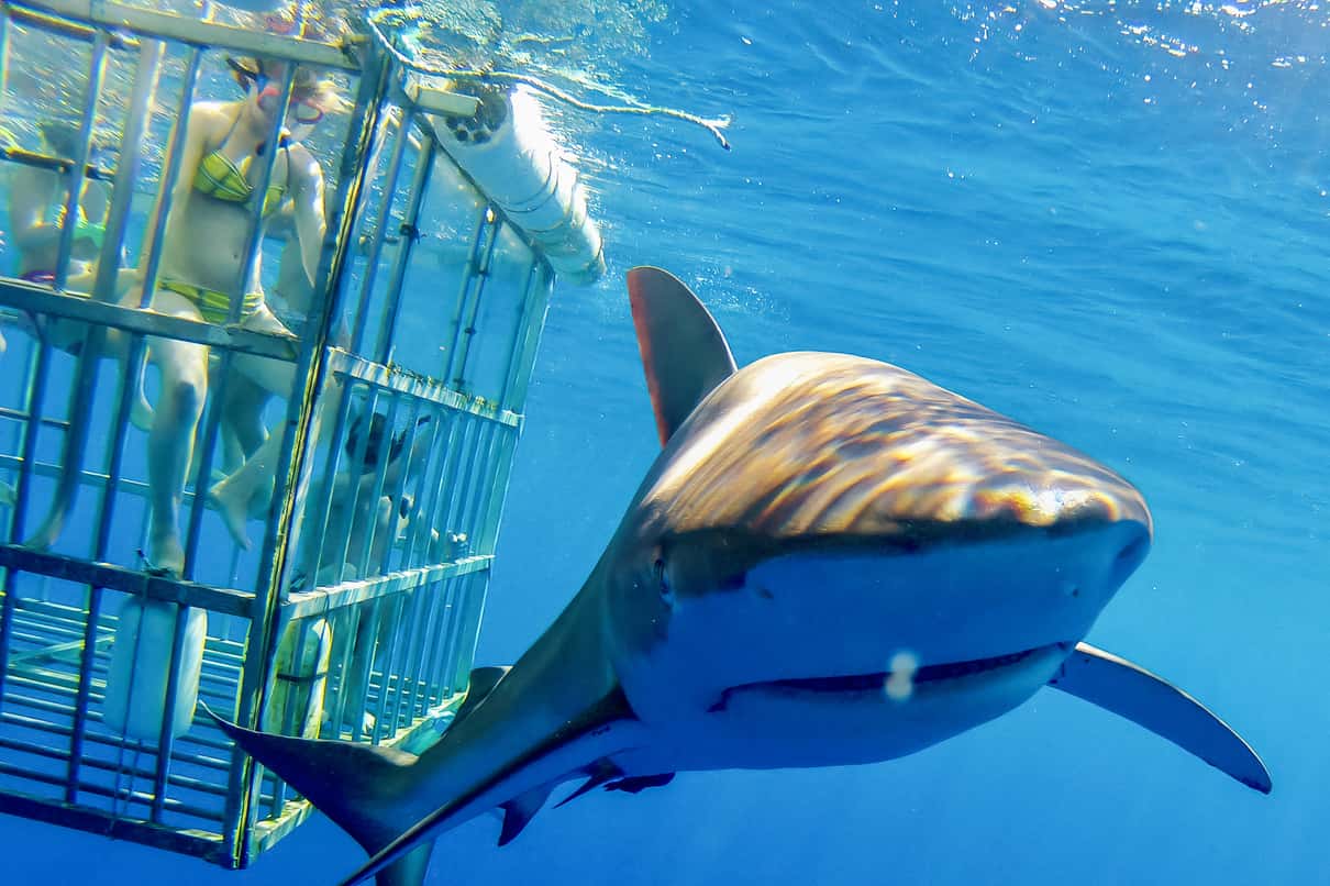 Shark swimming past an aluminium diving cage in clear blue water off Haleiwa on Oahu
