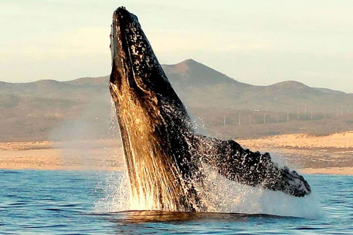 Panga boat with travelers watching a gray whale at Puerto López Mateos, Magdalena Bay