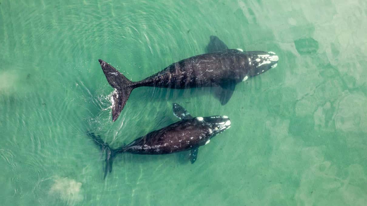 Gray whale surfacing beside a small open boat in the calm waters of Magdalena Bay, Baja California Sur