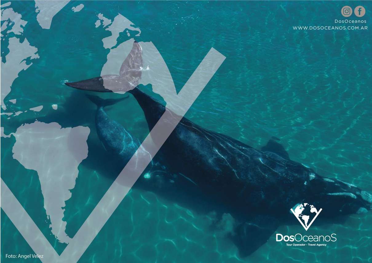 Southern right whale tail and elephant seals seen on a small-group Península Valdés safari from Puerto Madryn