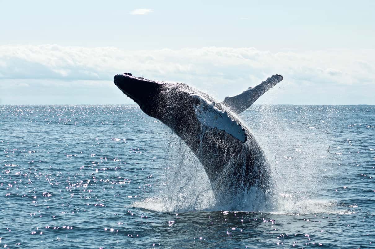Gray whale and calf close to a small boat during a Magdalena Bay whale watching trip from La Paz