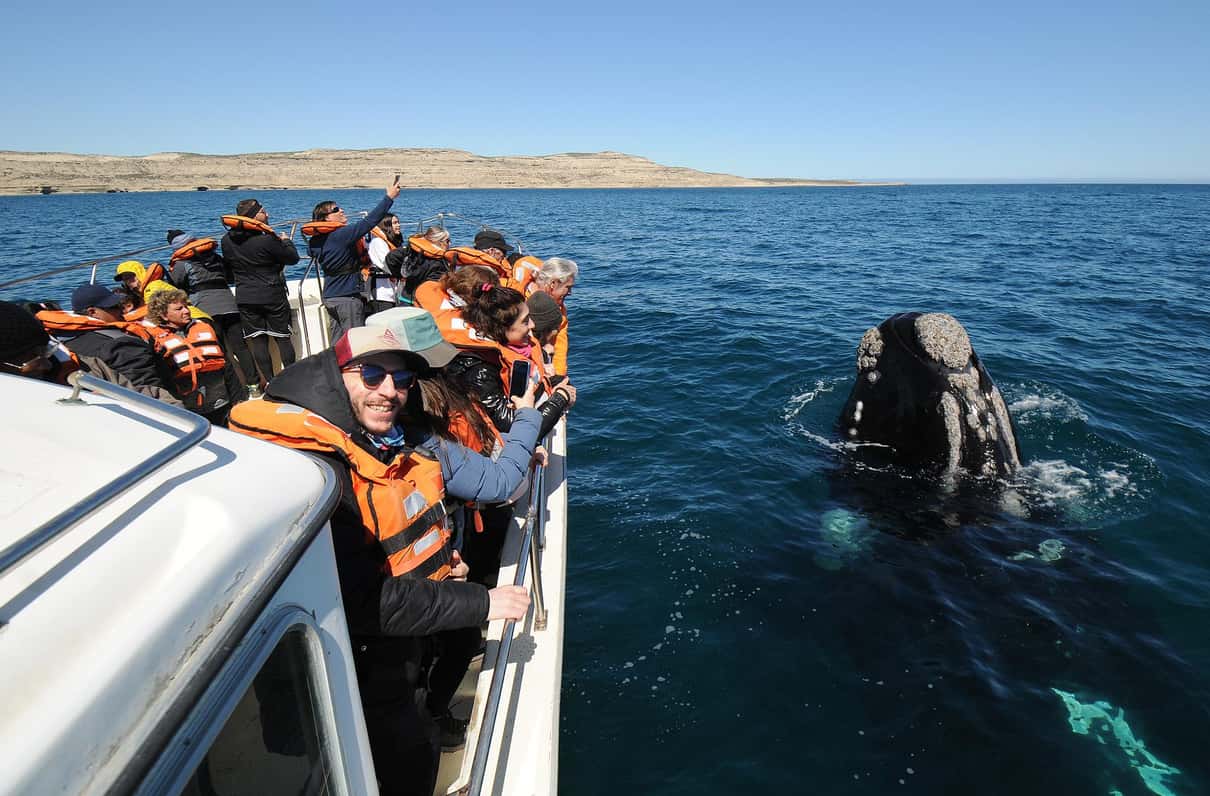 Southern right whale surfacing beside a whale watching boat off Puerto Pirámides on Península Valdés