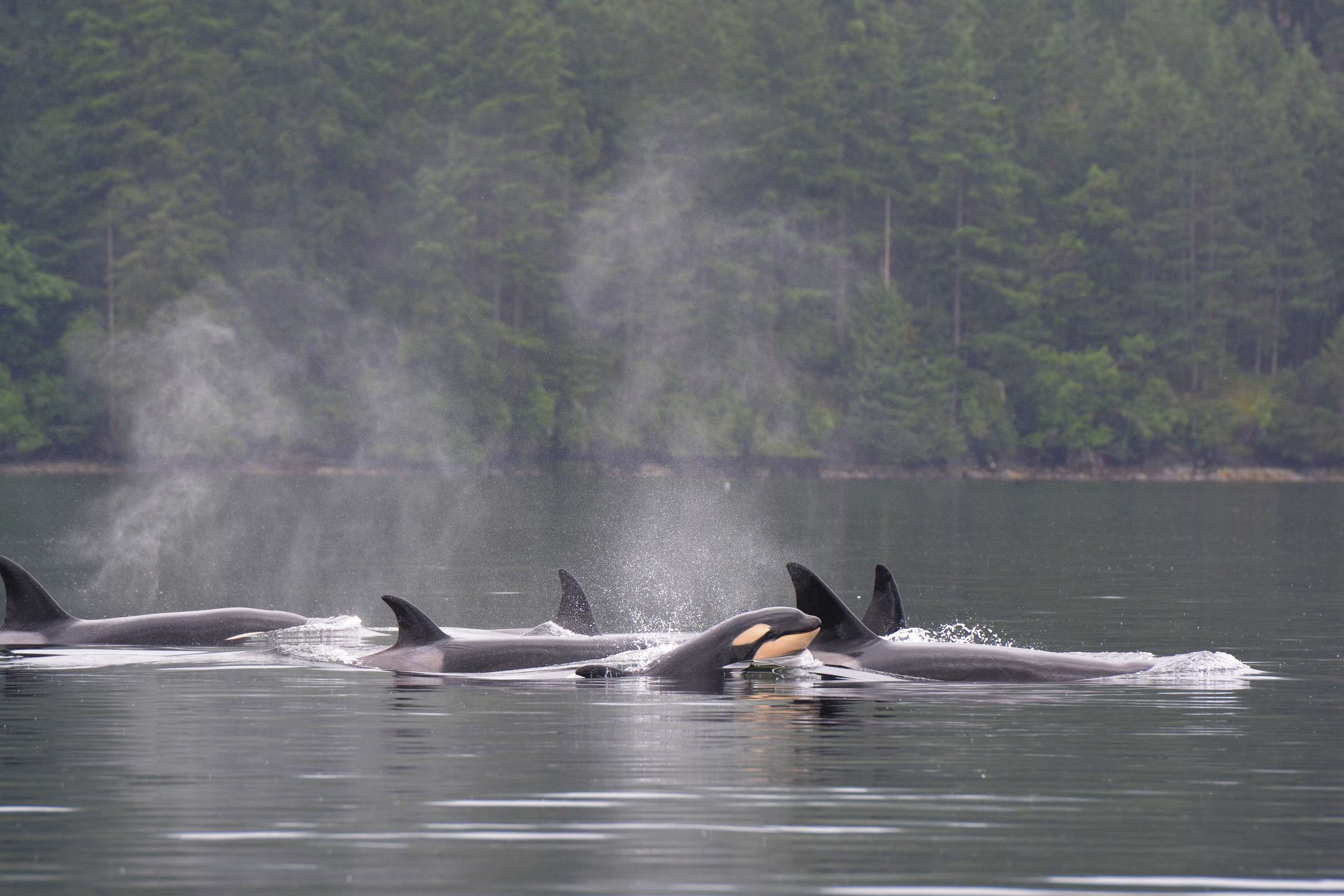 Orca whale breaching near Seattle whale watching tour vessel