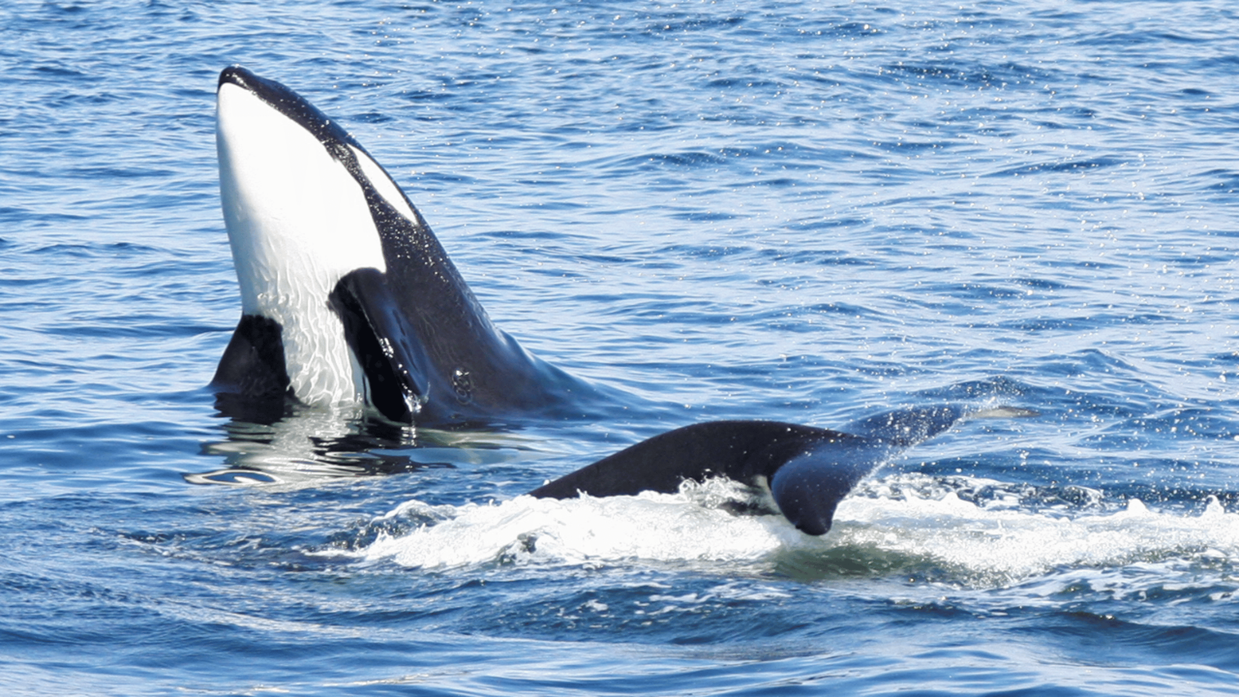 Seattle Whale Watching Tours – Orca Pod near Lighthouse