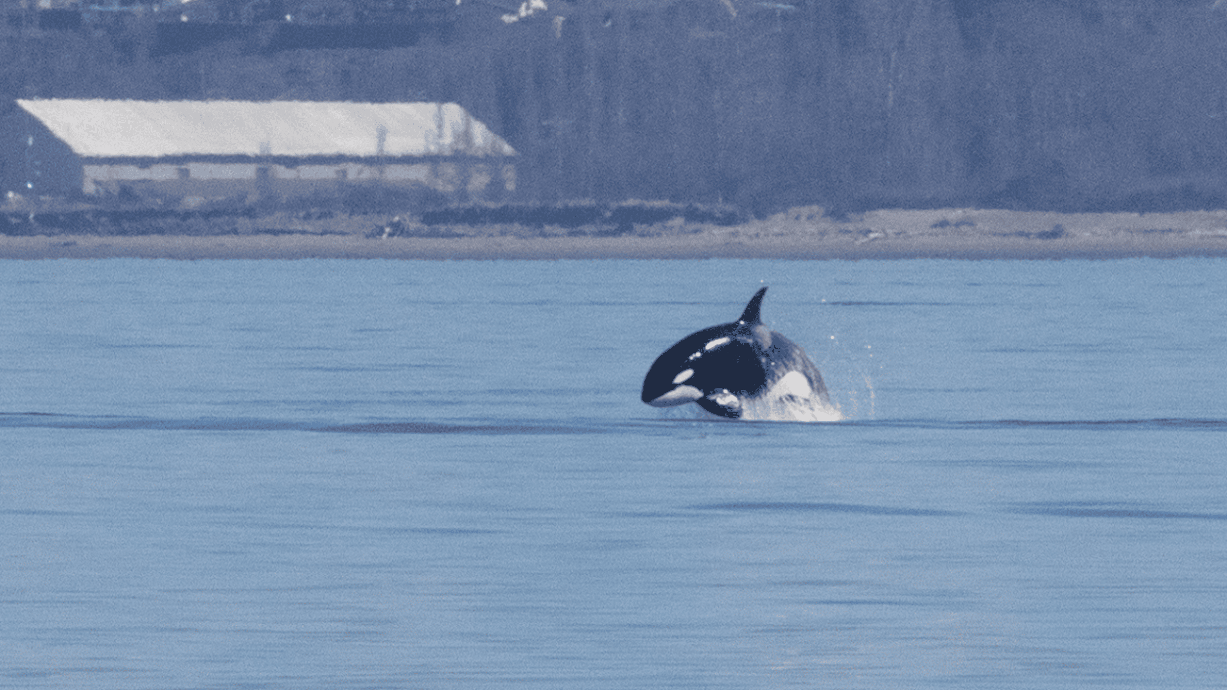 Seattle whale watching tour – humpback whale breaching