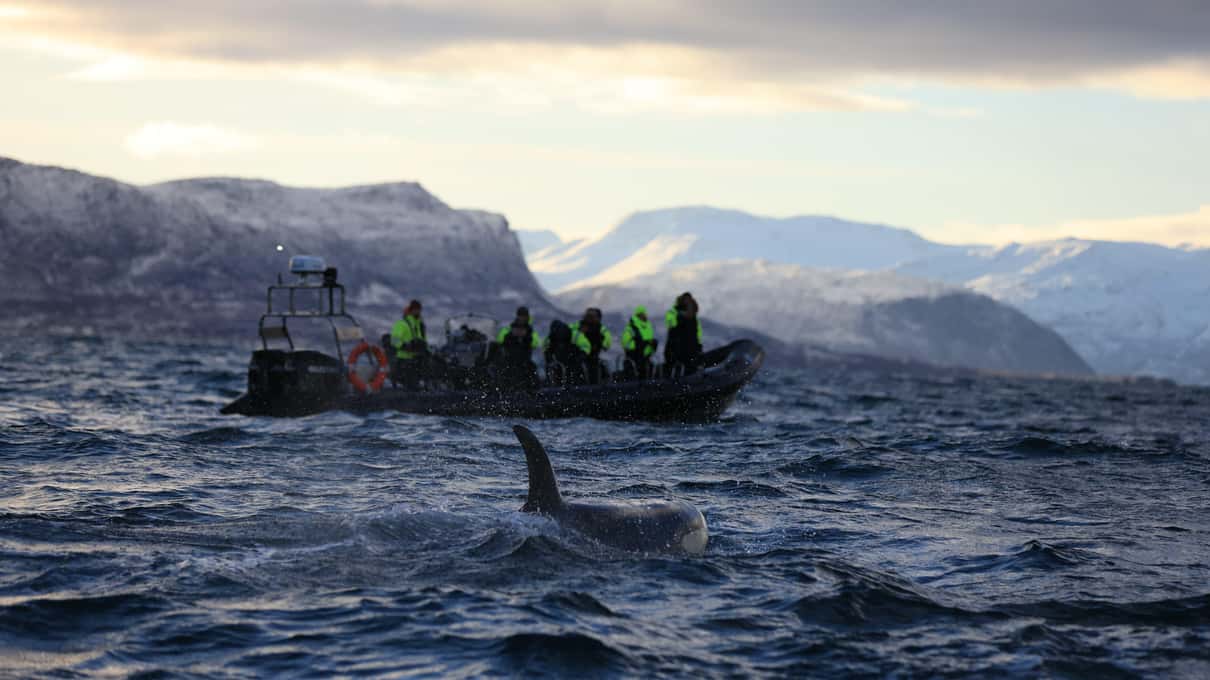 Guests in a small RIB watching an orca fin rise beside them in a grey fjord