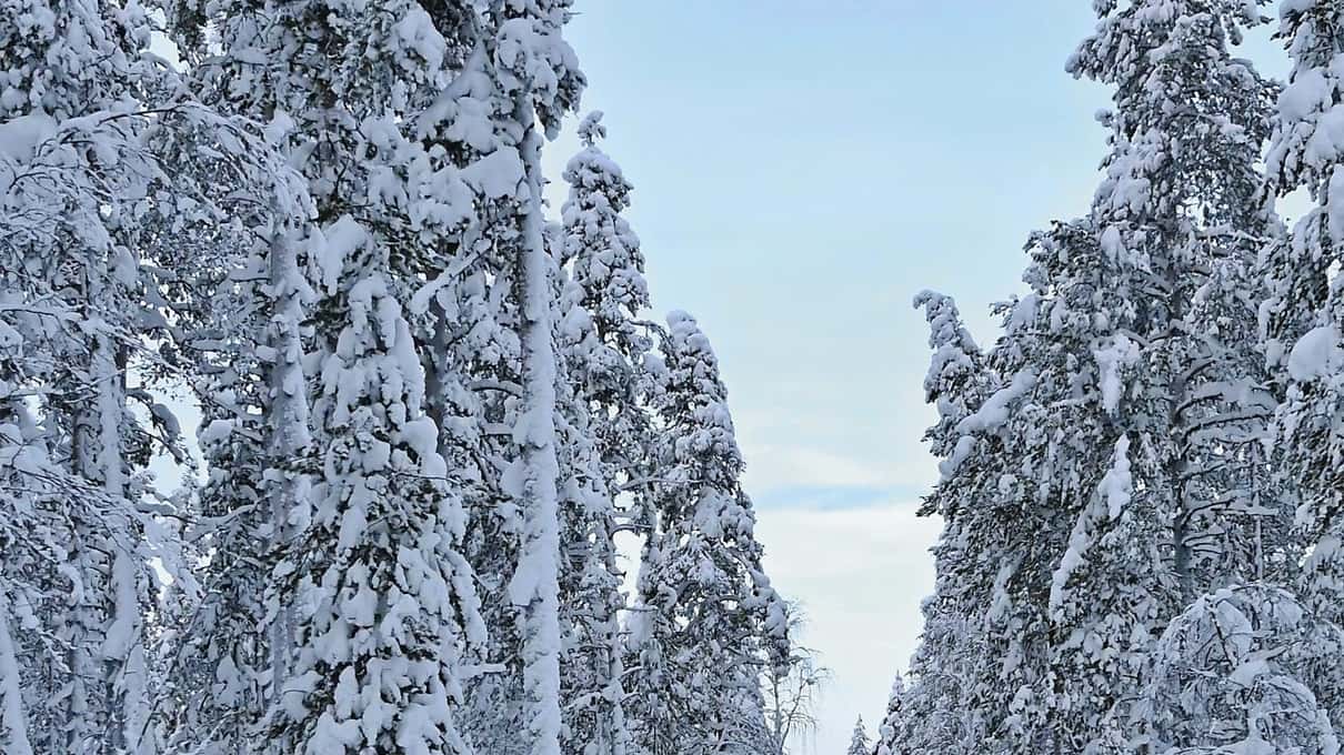 A narrow snowmobile trail winding between snow-loaded spruces in the forest near Levi