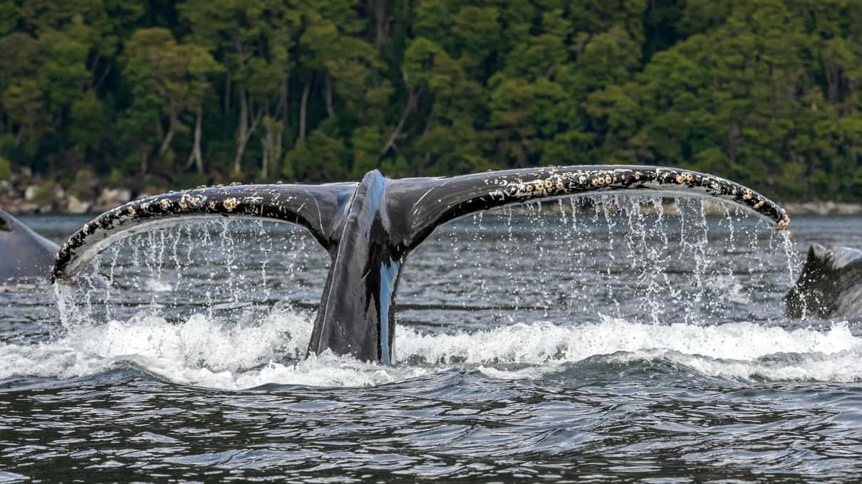 A humpback whale lifting its tail flukes out of the water with forested shore behind