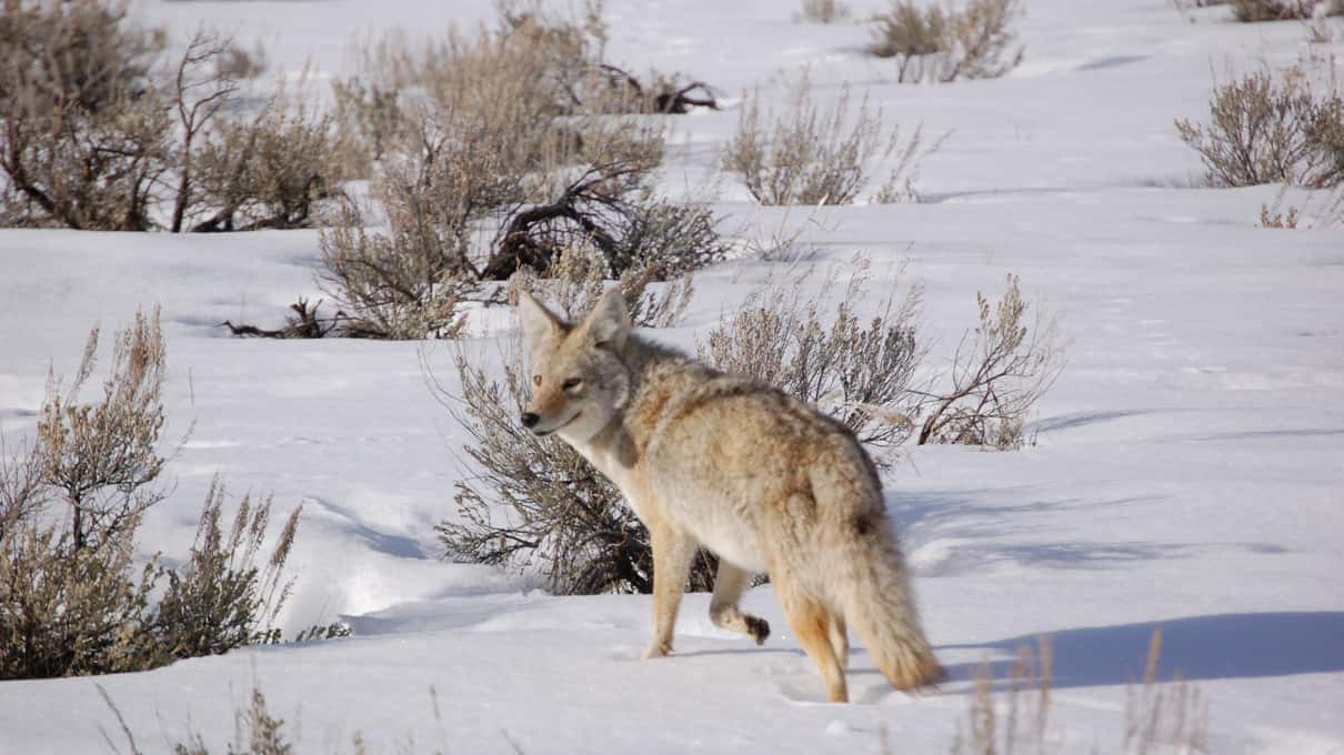 A coyote walking alone through deep snow between low clumps of gray sagebrush