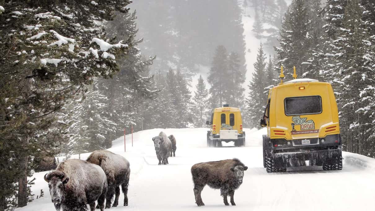 Bison walking along a snowy road past a line of yellow snowcoaches among frosted trees