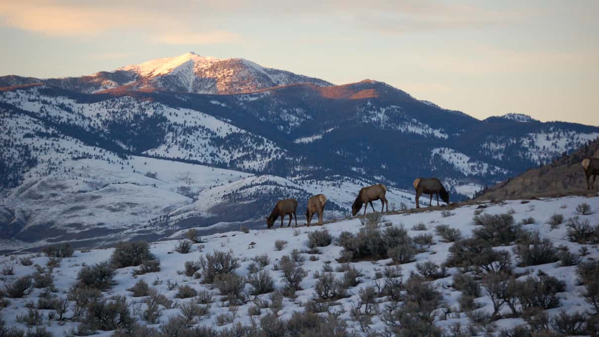 A herd of elk grazing on snowy hills below a mountain in soft evening light