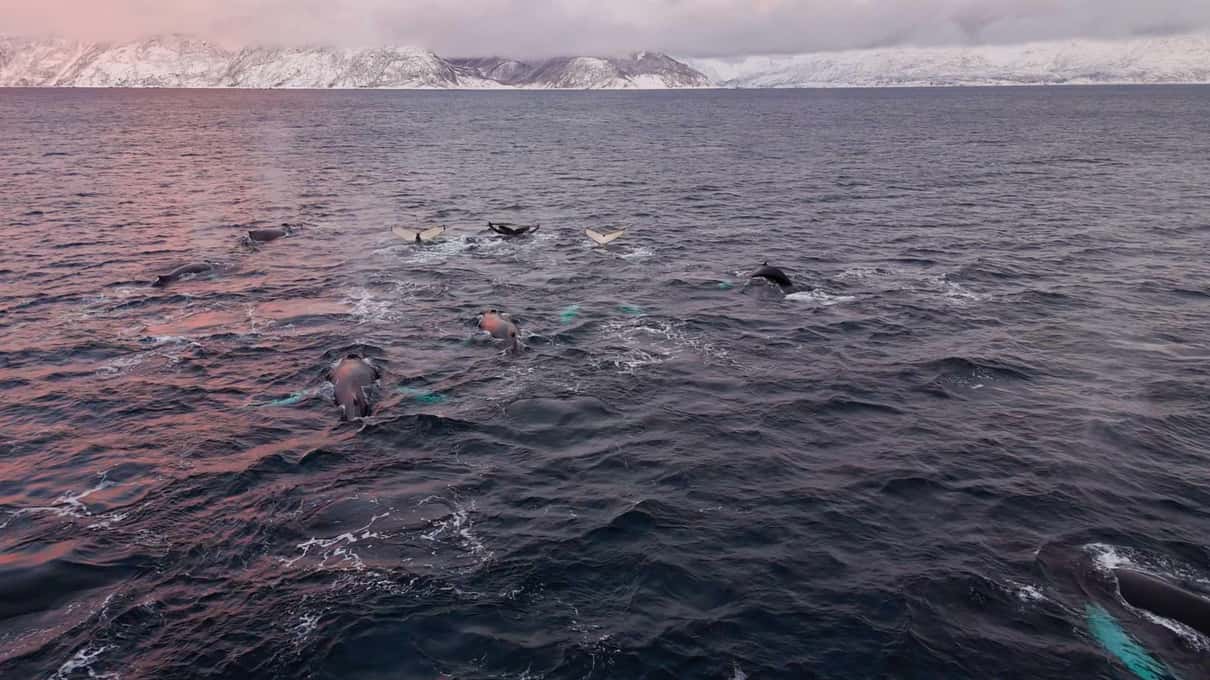A large pod of whales seen from above in the dusky pink-grey water of the Altafjord