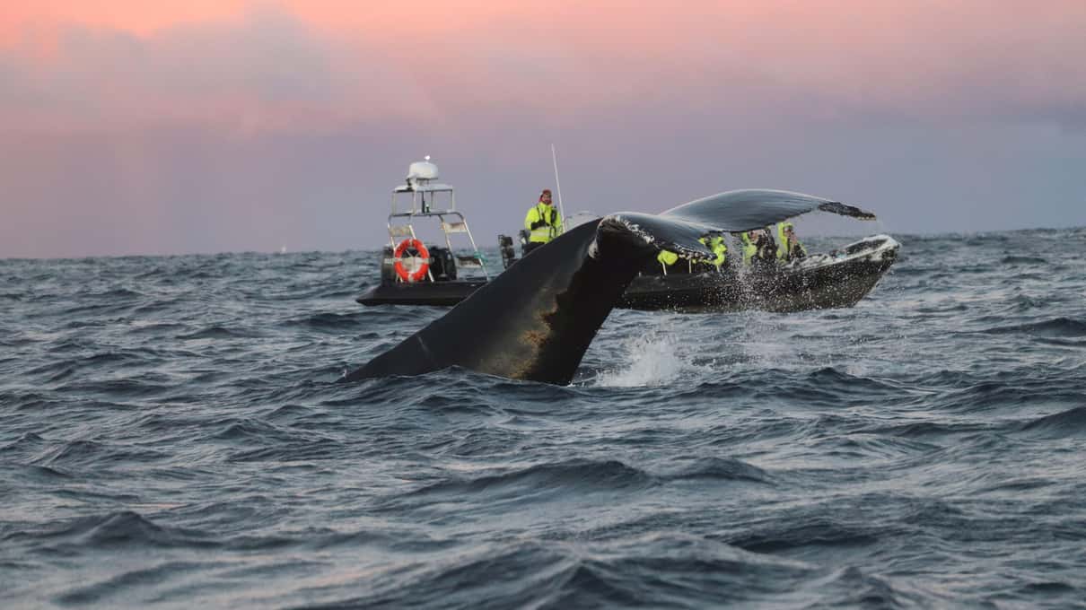 A humpback whale fluke rising close to a small red and white boat under a pink winter sky