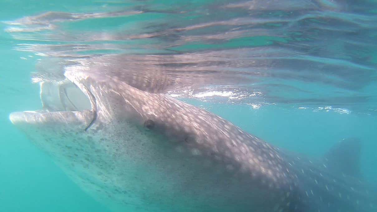 A whale shark feeding near the surface with its mouth wide open in green, plankton-rich water