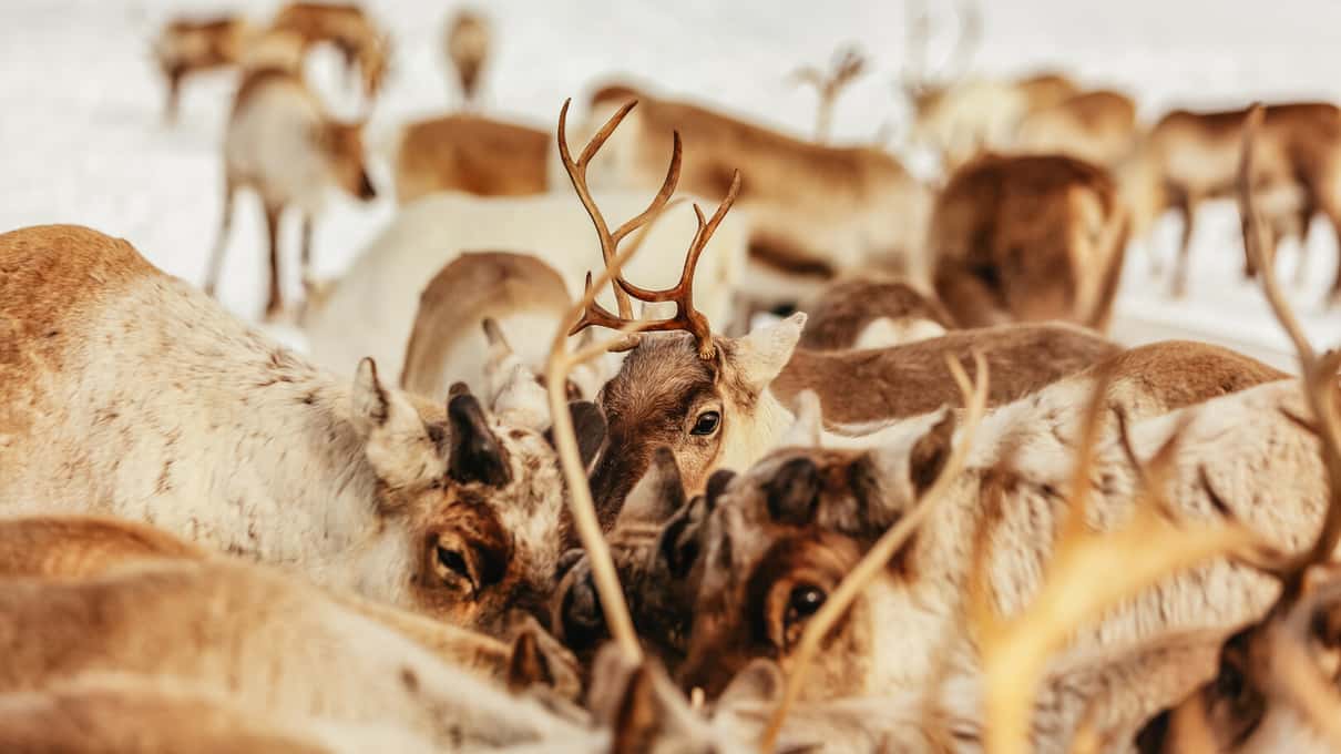 A close group of reindeer with branching antlers crowding together in the snow at feeding time