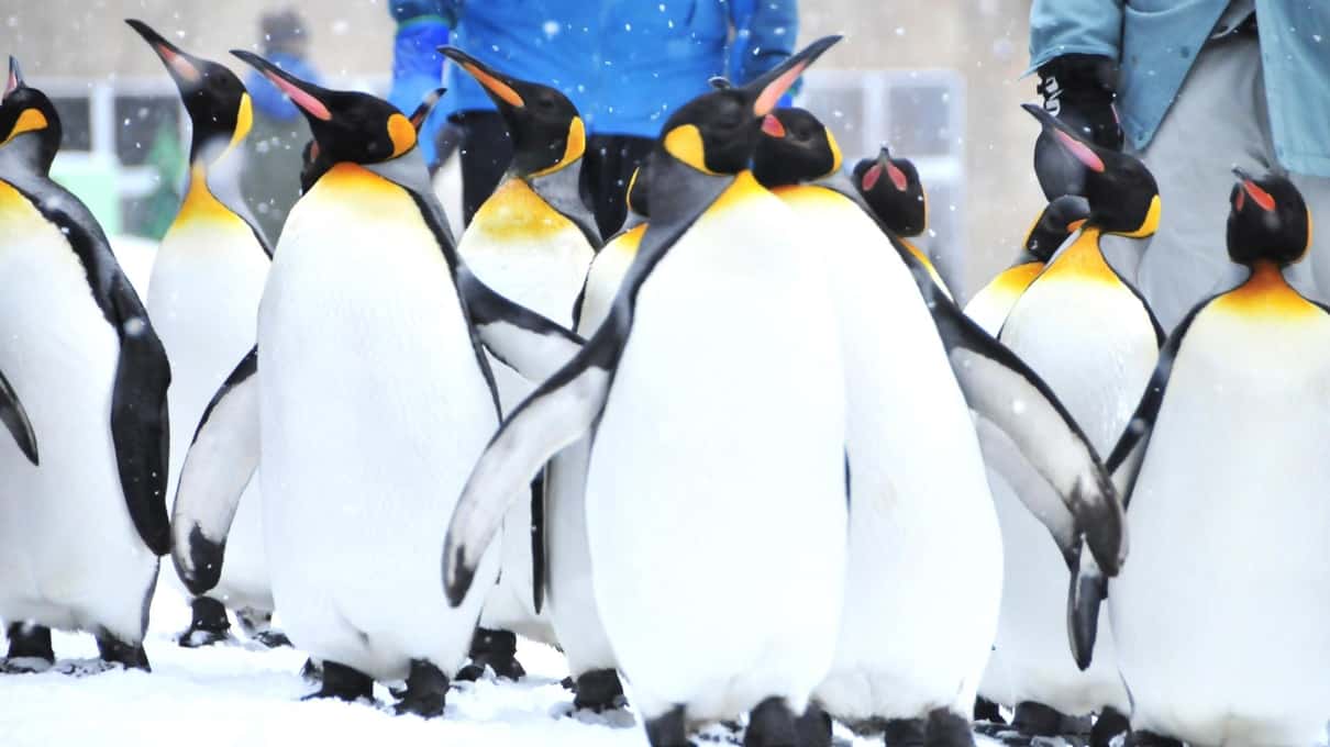 A group of king penguins standing close together in the snow at Asahiyama Zoo in Hokkaido
