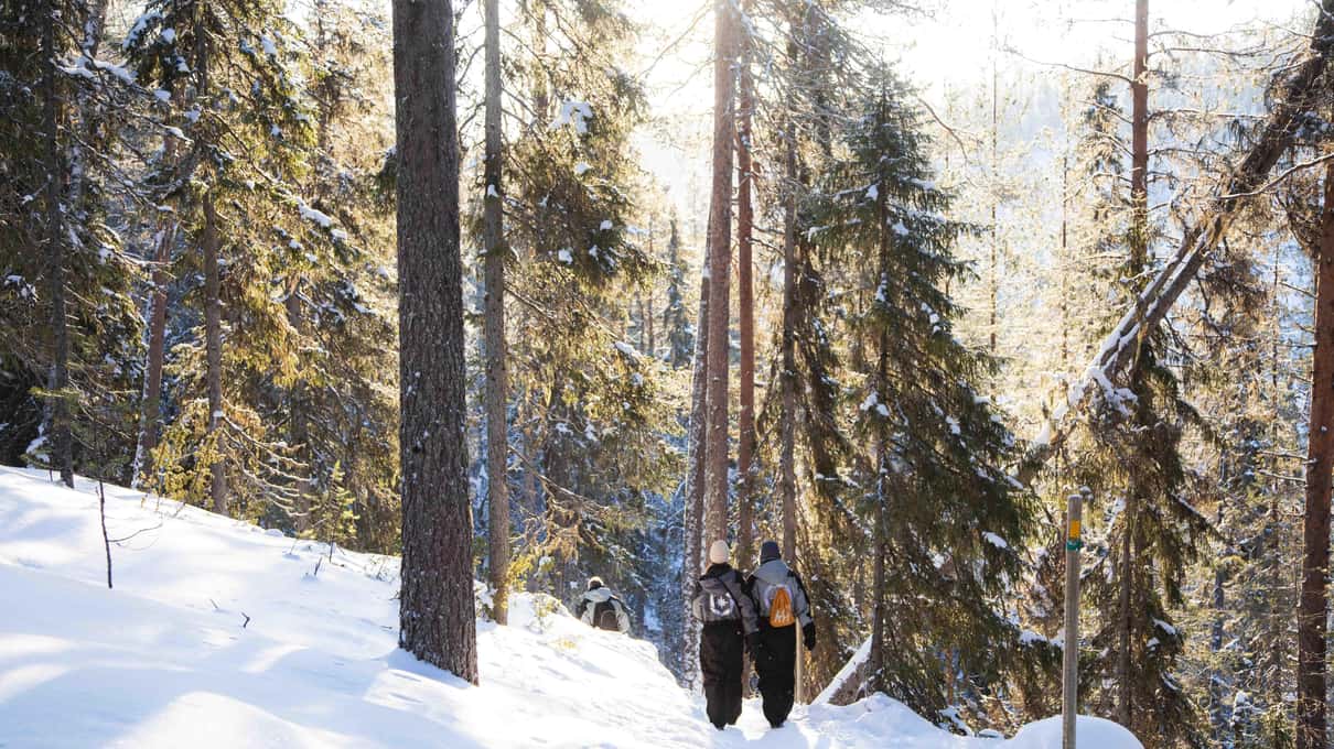 Two hikers walking a snowy trail between tall pines in bright winter sunshine