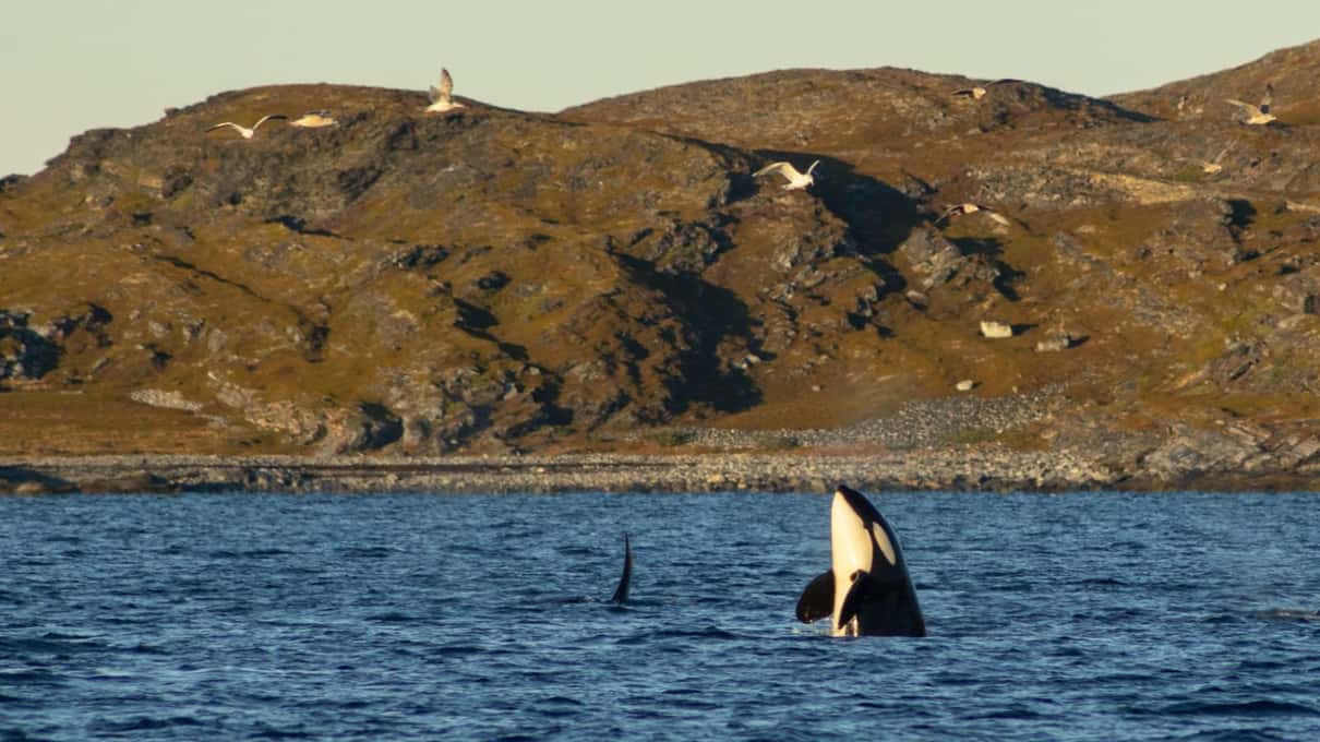 An orca lifting its head out of the grey water in front of a bare brown island