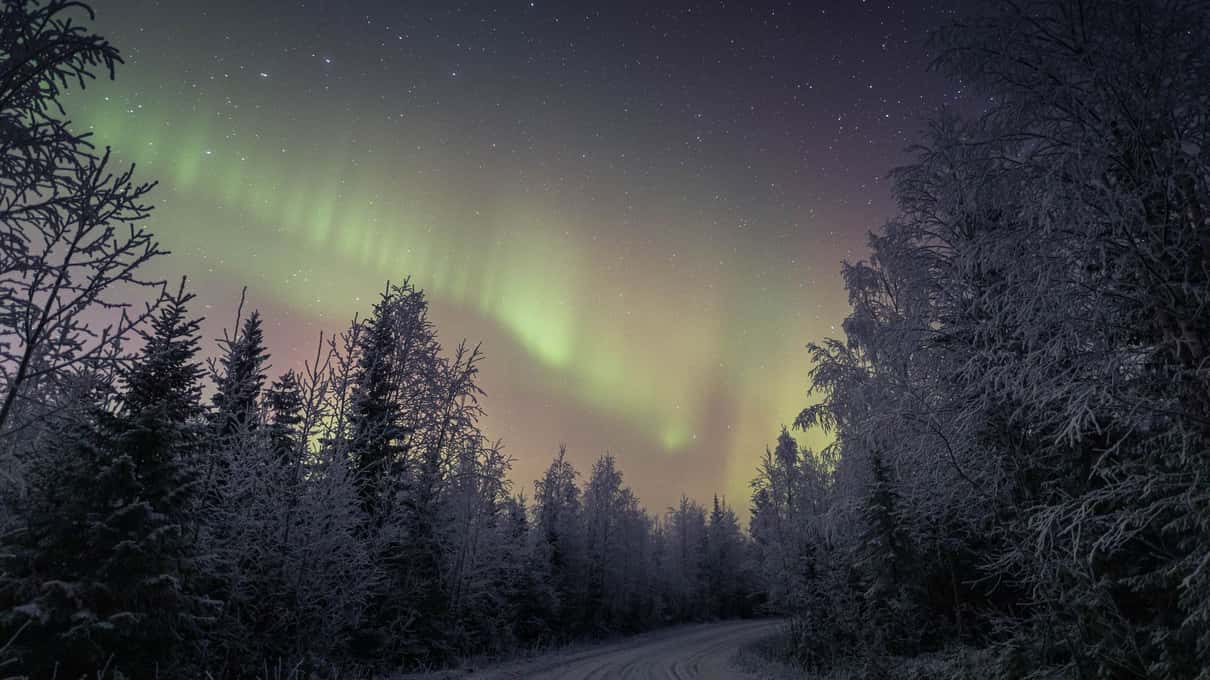 Green northern lights rising behind snow-laden spruce trees on a clear Lapland night