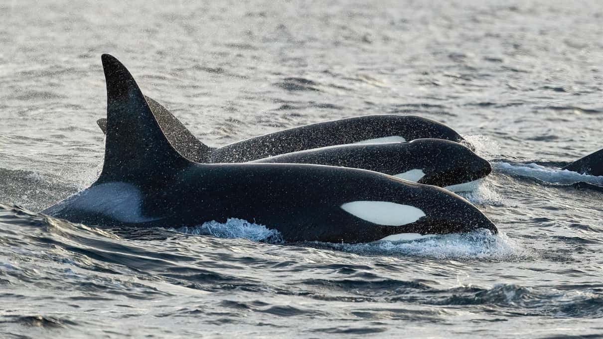 Two orcas swimming side by side at the surface, close enough to see the white patches on their heads