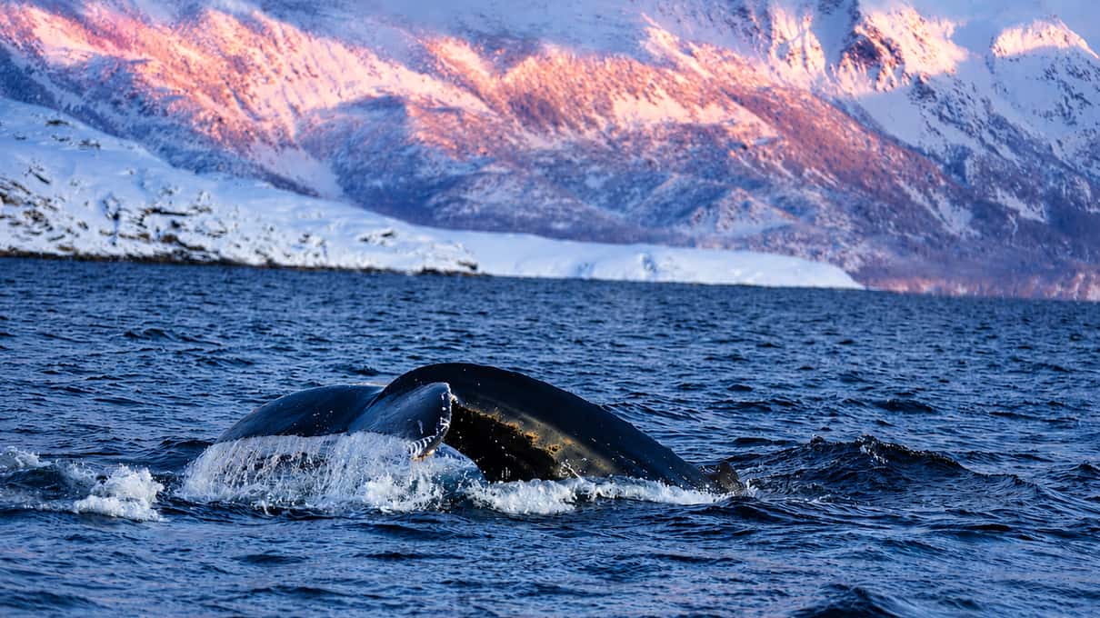Humpback whale back and dorsal fin at the surface with snowy mountains in pink twilight behind
