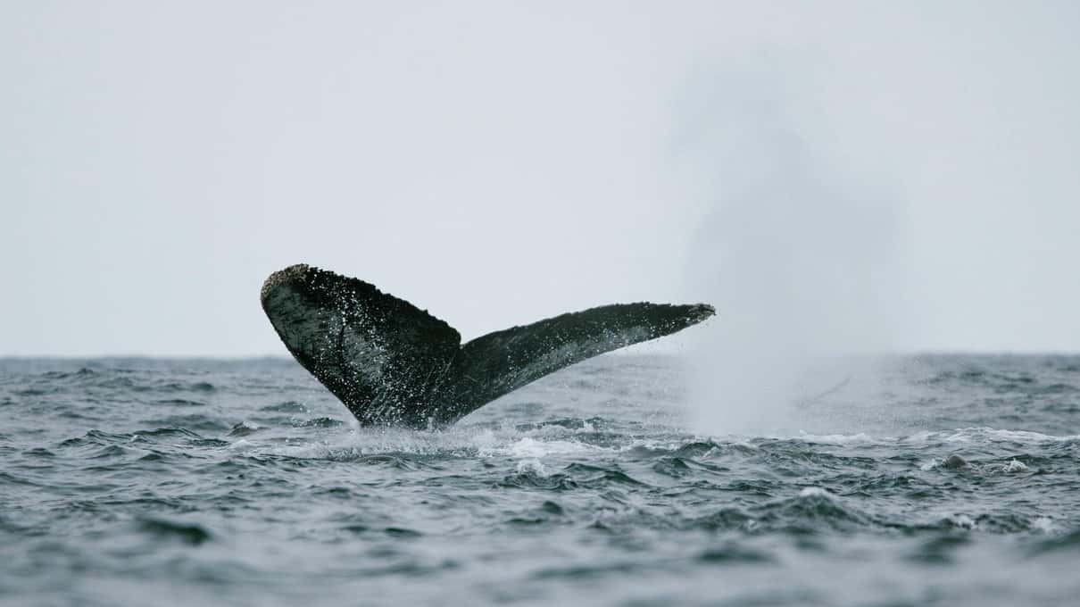 A humpback whale's tail fluke rising above a grey winter sea near Tromsø