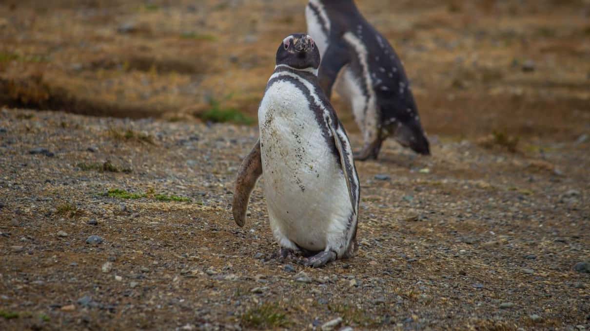 Two Magellanic penguins standing beside the entrance of their burrow on Magdalena Island